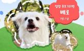 추운 겨울 도살장 옆에 버려진 강아지 베로... 새 가족 직접 찾으러 '레드카펫' 나선다 (영상)