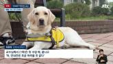 '다른 학생들 수업 방해된다'... 안내견 강의실 출입 막은 국립대 교수