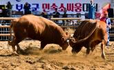 충북 보은군, 동물학대 논란 속에서도 '소싸움 대회' 강행
